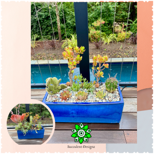 Succulent Care - Image 2