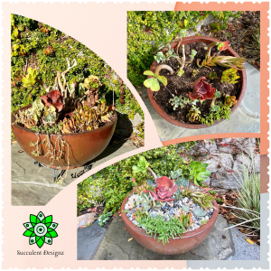 Succulent Care - Image 3