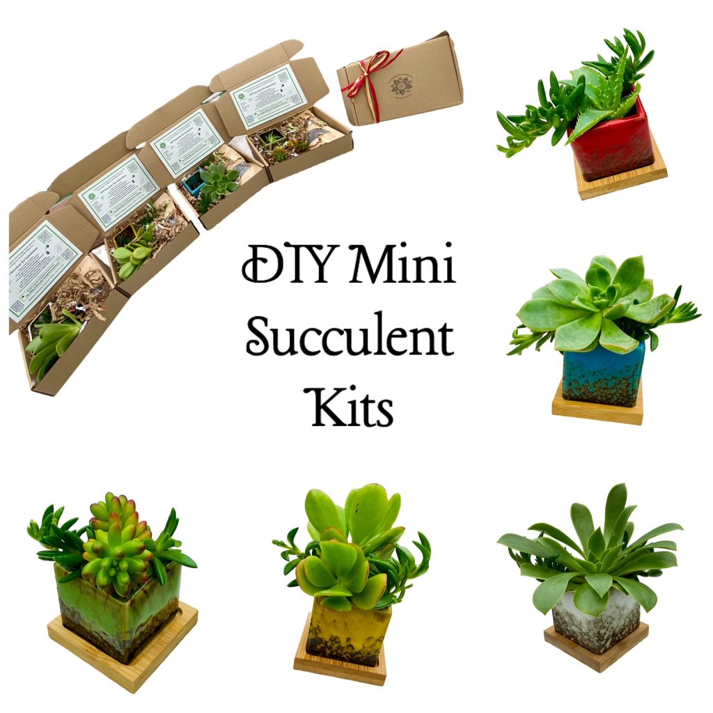 DIY Mini Succulent Kit Succulent Designz